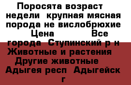 Поросята возраст 4 недели, крупная мясная порода(не вислобрюхие ) › Цена ­ 4 000 - Все города, Ступинский р-н Животные и растения » Другие животные   . Адыгея респ.,Адыгейск г.